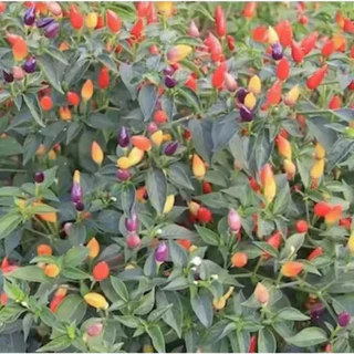 พริกสีรุ้งถูกที่สุด 10บ.เมล็ดพันธุ์พริกสีรุ้ง 10 เมล็ด พริก 7 สี โตไว พุ่มใหญ่ ปลูกประดับสวยมาก