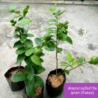 ต้นมะนาวแป้นรำไพ Lime tree ถุงเพาะ 5" ให้ผลดก เพาะจากกิ่งตอน