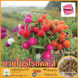 ซื้อ5 แถม1 เมล็ดพันธุ์ ดอกบานไม่รู้โรย คละสี 20 เมล็ด (Mixed Globe Amaranth Flower Seed) เมล็ดพันธุ์แท้ ปลูกง่าย อัตรางอ