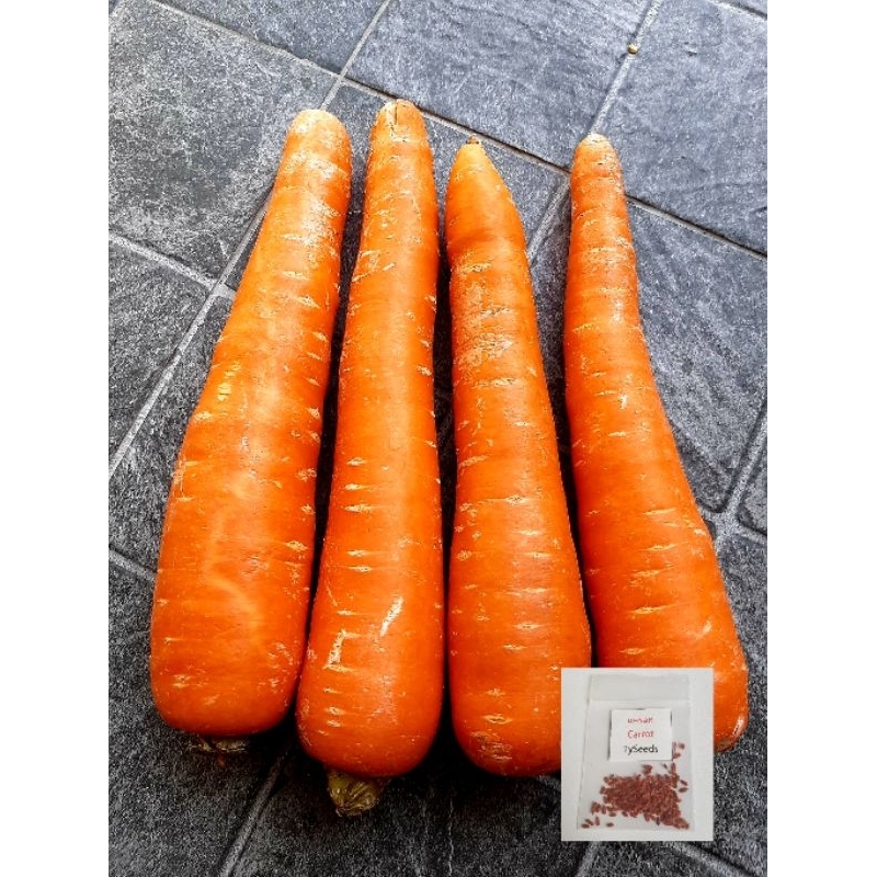เมล็ดพันธุ์ แครอท 120 เมล็ด [ 10แถม2 ]คละได้