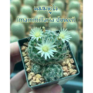 กระบองเพชร แมมมิลลาเรีย ‘แมมดูไว’ 💚 (mammillaria duwei) ดอกขาว ออกดอกบ่อย (กระบองเพชร, แคคตัส, แมมมิลลาเรีย, แมมดูไว)