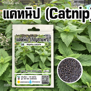 เมล็ดแคทนิป Catnip /// Nepeta cataria 100-200 เมล็ด 🔥โปรโมชั่น [ซื้อ 2 แถม 1ซอง]/// SBfarm