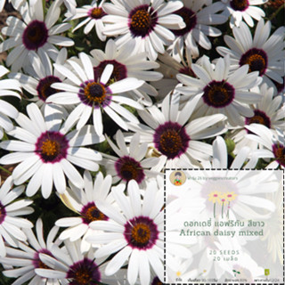 เมล็ดพันธุ์ดอกไม้ เดซี่ สีขาว African Daisy Polar Star