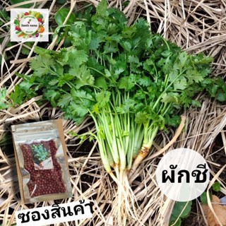 เมล็ดพันธุ์ผักชี 10 กรัม ห่อใหญ่ได้เยอะ ปลูกง่าย มีเทคนิคการเพาะเมล็ดให้