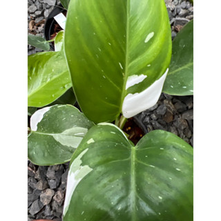 ฟิโลไวท์ปริ้นเซส/philodendron white princess/กระถาง4”