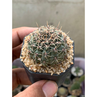 ยิมโนบัลเดียนั่ม (Gymnocalycium Baldianum)