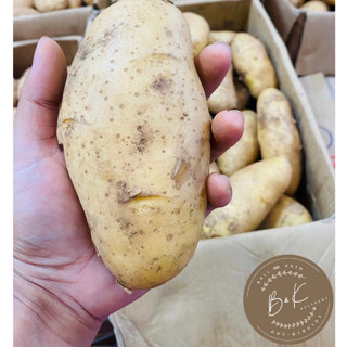 มันฝรั่ง🥔มันฝรั่งสด💯🥔มันO 10kg./กล่อง