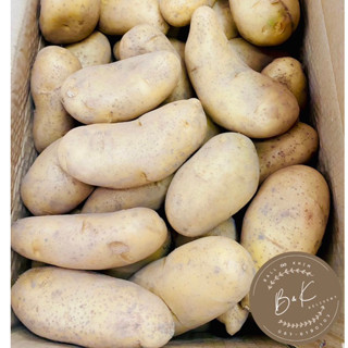 พร้อมส่ง! 🥔มันฝรั่งสด POTATO มันฝรั่ง 🥔มันA มันไทย สดใหม่ ทอดไม่ดำ ทำมันเกลียว เฟรนซ์ฟรายส์