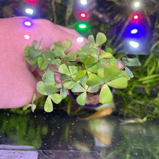 มาซิเลีย 4 ใบ Marsilea crenata ต้นไม้น้ำ ไม้น้ำพร้อมปลูก ต้นไม้น้ำตกแต่งตู้ปลา​