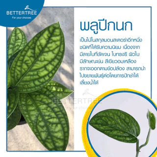 พลูปีกนก(จำนวน 1 ต้น) Monstera sp. 'Karstenianum' ต้นไม้ฟอกอากาศ ต้นไม้ พลูด่าง พลูปีกนก