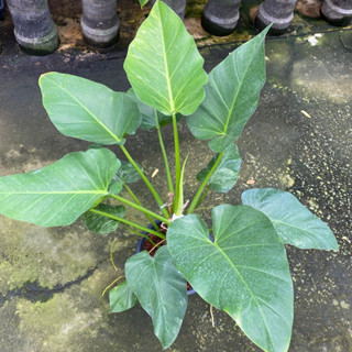 Philodendron giganteum (Variegated) “  ฟิโลเดนดรอนหูช้าง (ด่างน้อย ด่างทุกต้น)