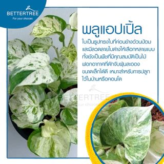 พลูแอปเปิ้ล (จำนวน 1 ต้น) Epipremnum Mujula ต้นไม้ฟอกอากาศ พลูด่าง ต้นไม้ในร่ม ต้นไม้ plant พลูแอปเปิ้ล