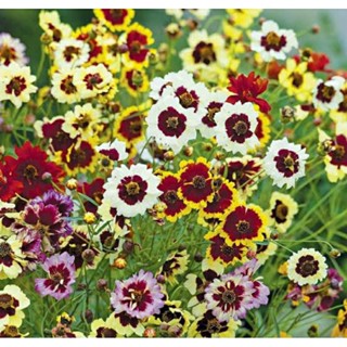 เมล็ดพันธุ์ดอกตาเสือต้นเตี้ย คละสี อินเครดิเบิ้ล ดวาฟ มิกซ์ (Incredible Dwarf Mix Coreopsis Seed)บรรจุ 50 เมล็ด ของแท้