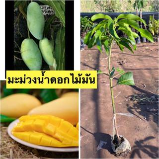 🍊มะม่วงน้ำดอกไม้มัน 🍊🎋ต้นเสียบยอด ต้นประมาณ40-45 เซนติเมตร