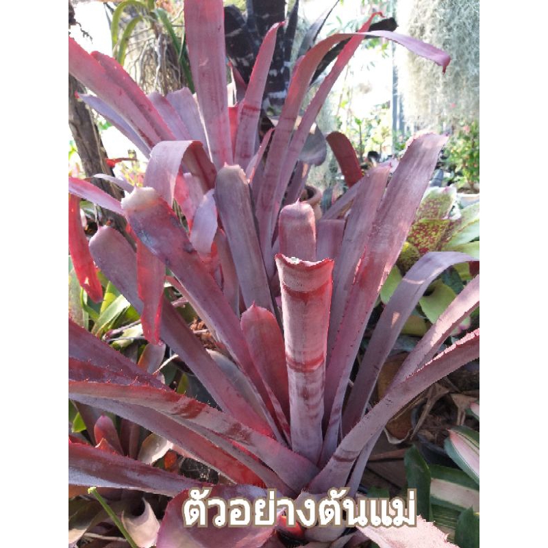 หน่อชำสับปะรดสี Aechmea Bo-pink