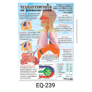 การสืบพันธุ์แบบไม่อาศัยเพศ  EQ 238 โปสเตอร์สื่อการสอน หุ้มพลาสติก ขนาด 50 * 70 cm