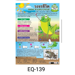 วงจรชีวิตกบ EQ 139 โปสเตอร์สื่อการสอน หุ้มพลาสติก ขนาด 50 * 70 cm