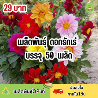 ถูกสุดคุ้ม เมล็ดพันธุ์ ดอกรักเร่คละสี บรรจุ 50 เมล็ด