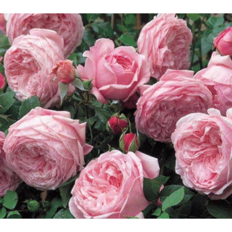 กุหลาบบิชอป(Bishop’s)