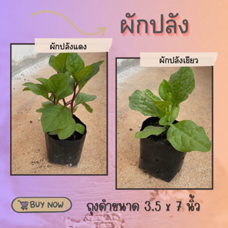 ผักปลังแดง ผักปลังเขียว ในถุงดำขนาด 3.5 x 7 นิ้ว