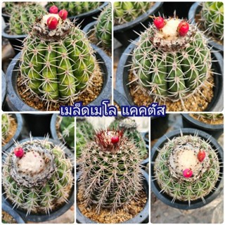 เมล็ดเมโล แคคตัส เก็บใหม่ๆสดๆจากในสวน