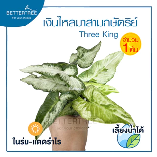 เงินไหลมาสามกษัตริย์ ทรีคิงส์ เลี้ยงน้ำได้(จำนวน 1 ต้น) Syngonium Three Kings เงินไหล ต้นไม้ ต้นไม้เลี้ยงน้ำ ไม้ฟอกอากาศ