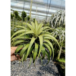 Tillandsia capitata silver rose พร้อมลวดแขวน