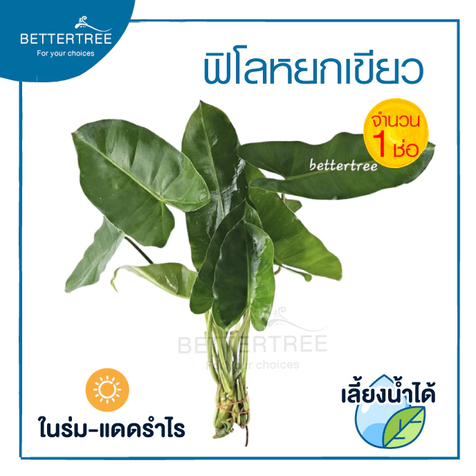 ฟิโลหยกเขียว (จำนวน 1 ช่อ) philodendron ไม้ฟอกอากาศ เลี้ยงน้ำได้ ต้นไม้