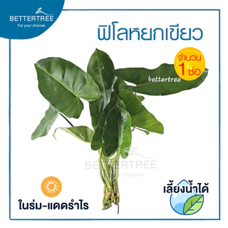 ฟิโลหยกเขียว (จำนวน 1 ช่อ) philodendron ไม้ฟอกอากาศ เลี้ยงน้ำได้ ต้นไม้