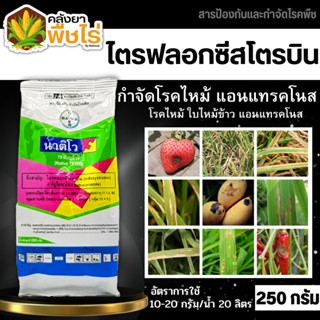 🌽 นาติโว (ทีบูโคนาโซล+ไตรฟลอกซีสโตรบิน) 250กรัม ป้องกันกำจัดโรคเมล็ดด่าง โรคกาบใบแห้ง โรคใบไหม้แผลใหญ่ โรคใบจุดสีม่วง