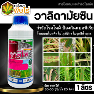 🌽 วาลิโอ (วาลิดามัยซิน) 1ลิตร ป้องกันเชื้อราโรคไหม้ ขอบใบแห้งในนาข้าว