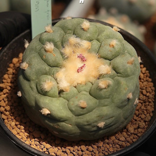 โลโฟ Lophophora fricii IBO โลโฟโฟร่า ฟริซิอาย อิโบะ เต้าถี่ ไม้เมล็ด สำหรับตั้งแม่ จ่ายลูกดี