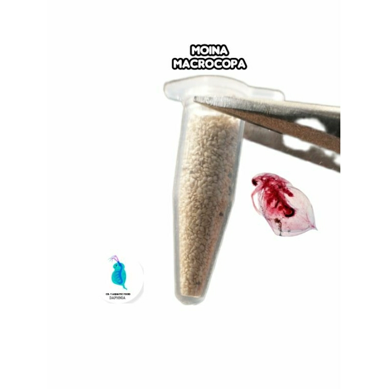 ไข่ไรแดงMoina macrocopa