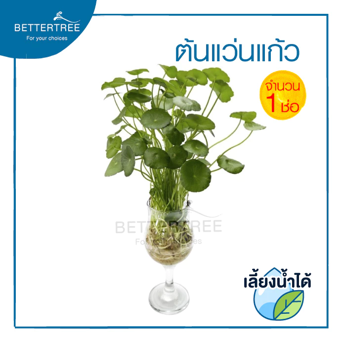 ต้นแว่นแก้ว (จำนวน 1 ช่อ ) สามารถเลี้ยงน้ำได้ ไม้น้ำ ต้นไม้