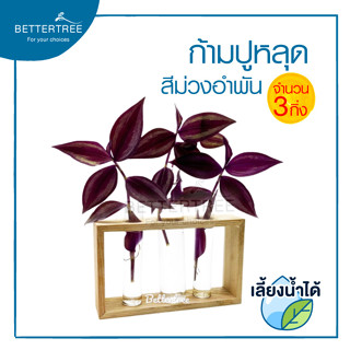 ก้ามปูหลุดสีม่วงอำพัน (จำนวน 3 กิ่ง) Tradescantia zebrina purple joy  สามารถเลี้ยงน้ำได้ ต้นไม้ ก้ามปู