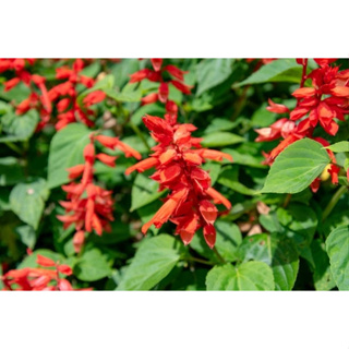 ซัลเวียแดง Red Salvia (สีแดงเข้ม)1000เมล็ด