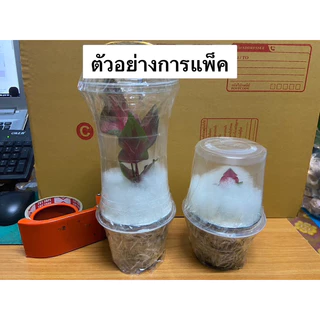 ชายชล บอนสี รัตนสิน เชื้อต้นแม่สวย ป้ายจัด สีสด สวย กระถาง 4 นิ้ว