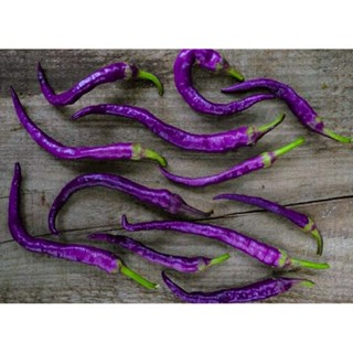 เมล็ดพันธุ์พริกคาเยนม่วง(Buena Mulata Purple Cayenne Pepper Seed)บรรจุ 15 เมล็ด ของแท้ คุณภาพดี ราคาถูก นำเข้าจากต่าง