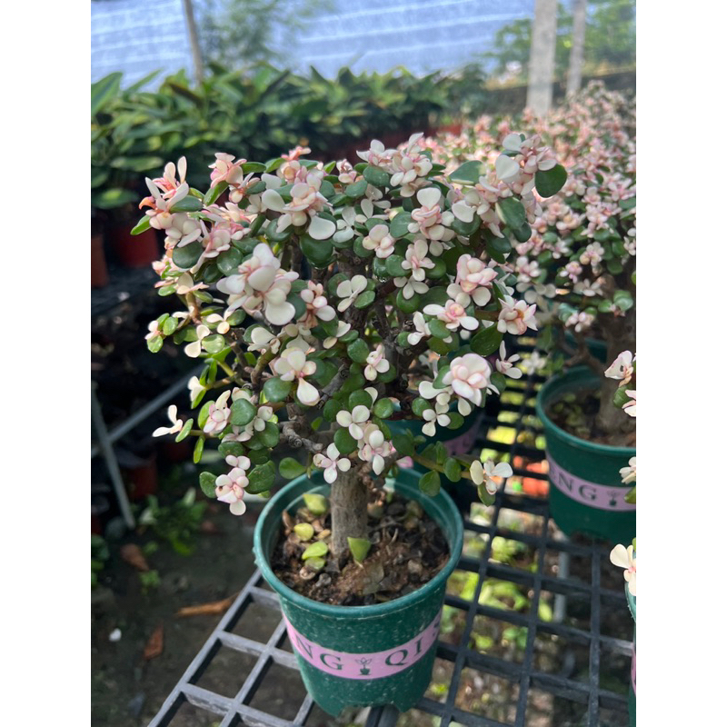 ต้นปะการังสายรุ้ง ต้นใหญ่ succulent plant ในกระถาง 5 นิ้ว