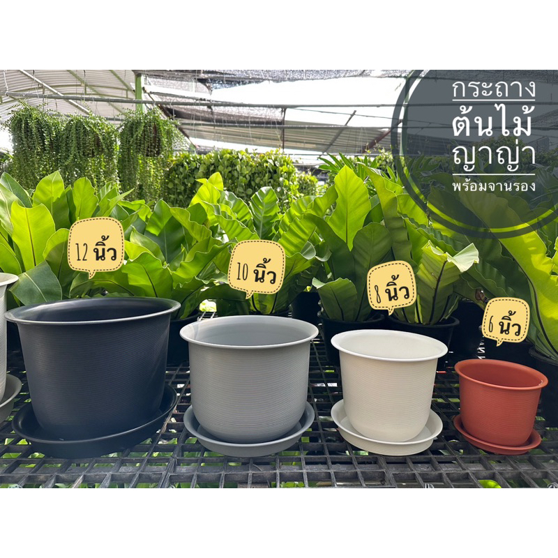 ‼️ถูก  และหนา‼️ กระถางต้นไม้พลาสติก รุ่นญาญ่า พร้อมจานรอง ขนาด 6-15 นิ้ว