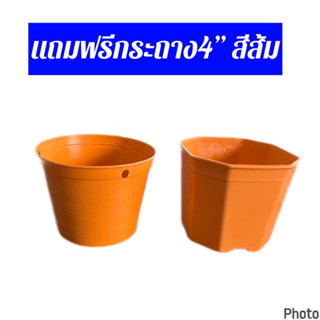 สินค้าตัวแถม 4”สีส้มไม่ได้จำหน่าย