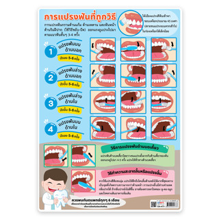 โปสเตอร์พลาสติกขนาด A4 EA-473 การแปรงฟันที่ถูกวิธี