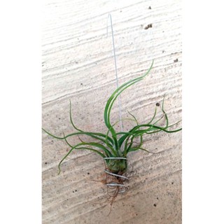 Tillandsia bulbosa hanging