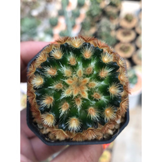 คามิเน่บุดดาหนามสั้น หนามสวยมาก สีหายาก หน้าไม้ลายไทยสวยจัด ไม้สะสม Mammillaria Carmenae