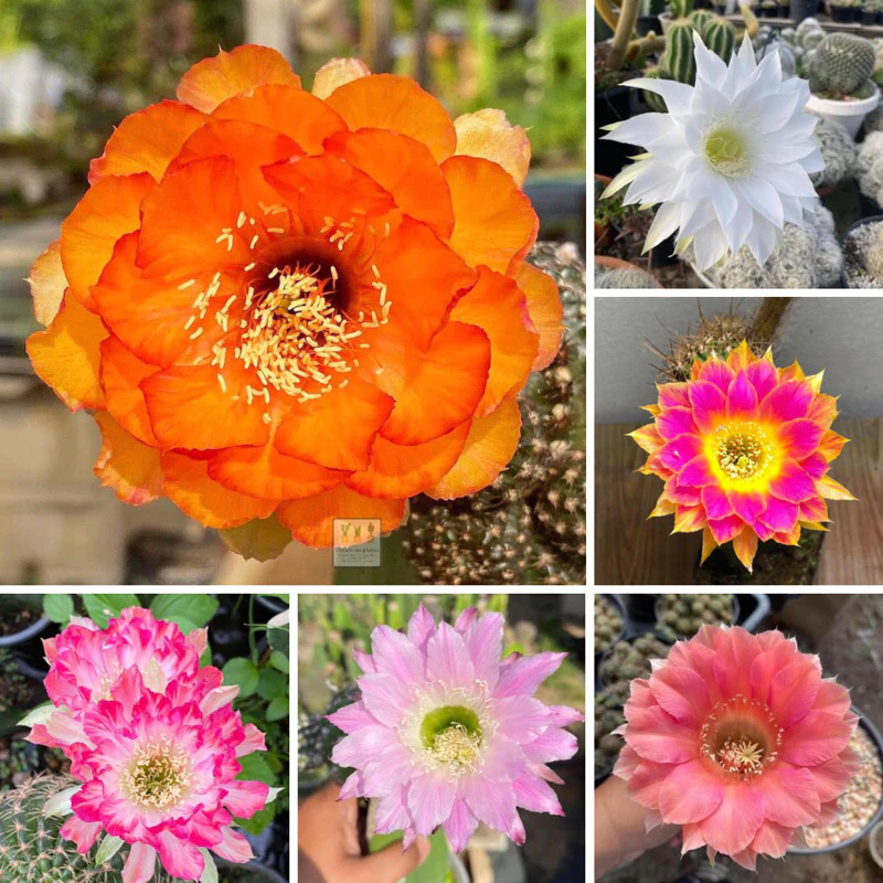 [เด็ดสดไม่มีราก]อิชินอปซิส / โลบิเวีย หน่อแคคตัส กระบองเพชร Lobivia / Echinopsis