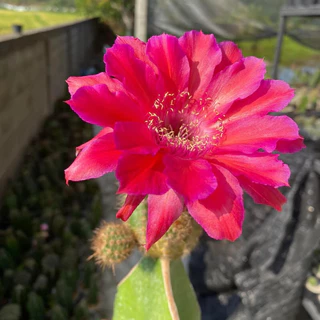 [เด็ดสดไม่มีราก]อิชินอปซิส / โลบิเวีย หน่อแคคตัส กระบองเพชร Lobivia / Echinopsis