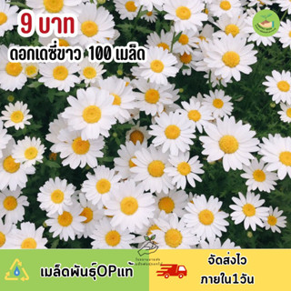 พิเศษ 9 บาท เมล็ดพันธุ์ดอกเดซี่ขาว บรรจุ100 เมล็ด