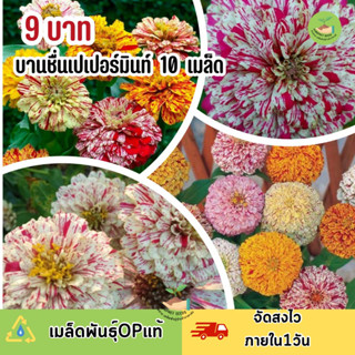 พิเศษ 9 บาท บานชื่น เปเปอร์มินท์คละสี 10 เมล็ด