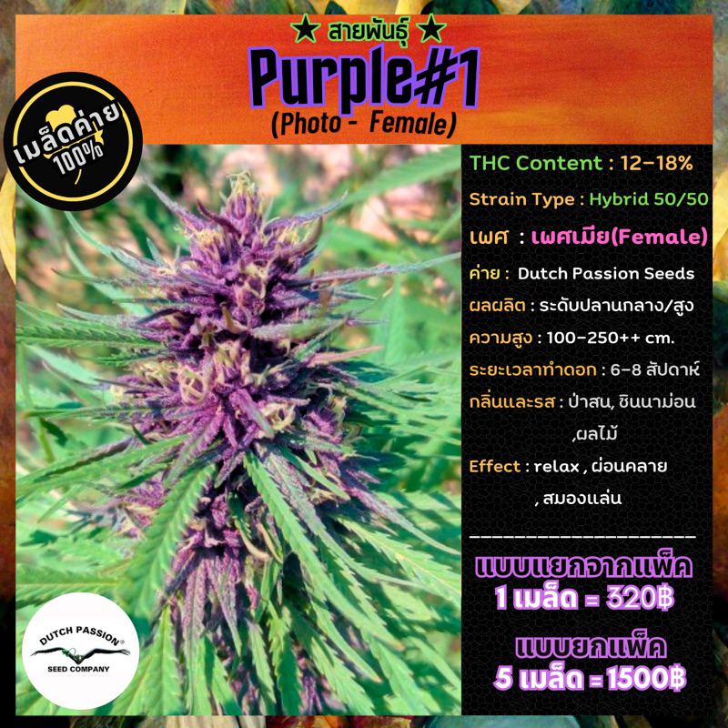 Purple#1 (Photo-Female)ค่าย Dutch Passion Seeds