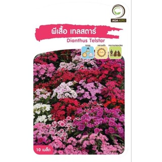 เมล็ดพันธุ์ ดอกไม้ ผีเสื้อ เทลสตาร์ (Dianthus Telstar)